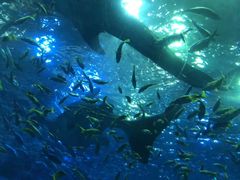 -成都浩海立方海洋公园