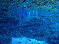 -海合安成都极地海洋公园
