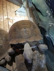 -未来动物城动物主题公园(大悦城店)