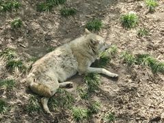 -哈尔滨北方森林动物园