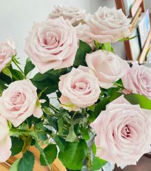 -静博士·养生养颜