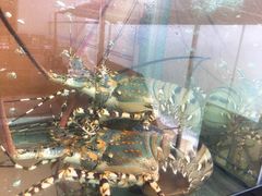龙虾刺身-国际金钻海鲜餐厅