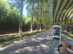 -黄海国家森林公园