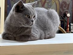 -猫小院猫主题餐厅(南锣旗舰店)