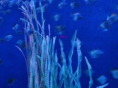 -沈阳海洋探索中心