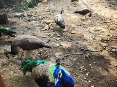 -西霞口神雕山野生动物世界