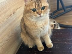 -滚猫咖啡·猫咖·猫友好撸猫(未来城店)