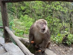 -峨眉山风景名胜区