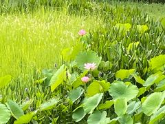 -长广溪湿地公园