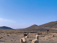 -新疆天山野生动物园