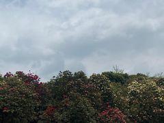 -贵州百里杜鹃风景名胜区