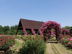 -上海滨江森林公园