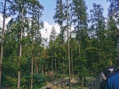 -黄海国家森林公园