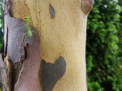 -鉴湖国家城市湿地公园