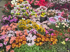 -三圣花乡旅游区