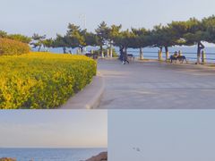-八大关景区