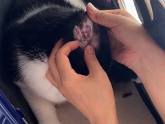 -瑞派福兴宠物医院犬猫全科·骨科·中西医结合(河东店)