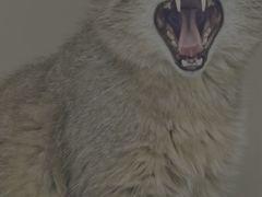 -青藏高原野生动物园