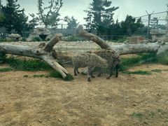 -西霞口神雕山野生动物世界