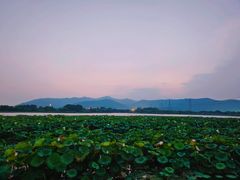 -长田漾湿地公园