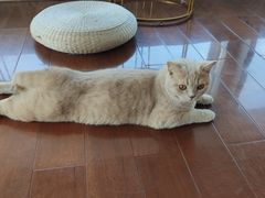 -Catmate·猫肥家润(金润铂宫店)