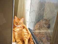 -纳吉亚猫专科动物诊疗中心(蒋宅口分院)