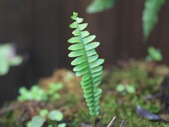 -国家植物园南园