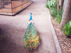 -费瑟代尔野生动物园