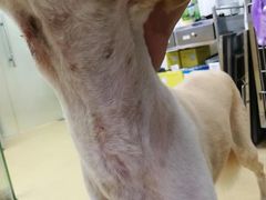 -创凡宠物医院·骨专科  猫科中心(西乡分院)