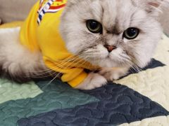 -PETKIT 小佩宠物·低压洗护·美容·寄养(安远店)