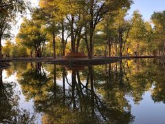 -金塔沙漠胡杨林景区