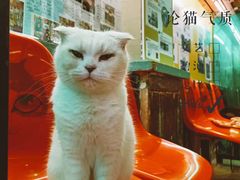 -猫咪博物馆(顶澳仔猫街店)