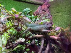 -上海海洋水族馆