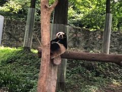 -都江堰中华大熊猫苑