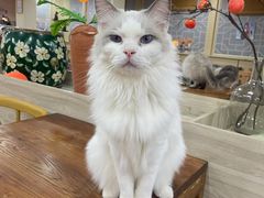 -猫小院猫主题餐厅(南锣旗舰店)