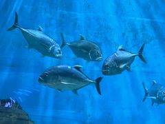 -福州罗源湾海洋世界旅游区