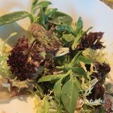 今天专门来吃鲍鱼馄饨的、清明前后吃是味道