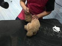 -宠小格时尚宠物生活馆(唐镇店)