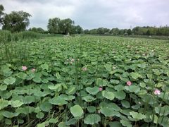 -羊亭河湿地公园