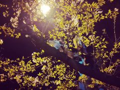 -武汉大学-樱园