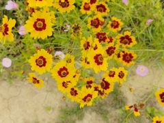 -映月湖中央公园