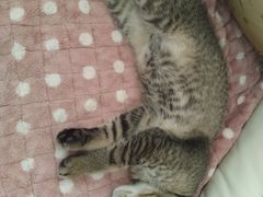 -纳吉亚猫专科动物诊疗中心(蒋宅口分院)