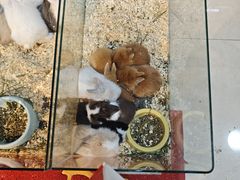 -青石桥花鸟鱼虫市场(叠翠城店)