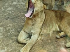 -北京野生动物园