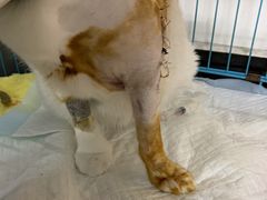 -瑞派动物医院·猫专科·至诚(江南中分院)