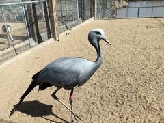 -盐城丹顶鹤湿地生态旅游区