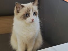 -喵园·猫主题咖啡厅·撸猫·猫咖(国贸店)