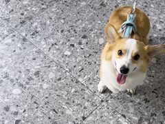 -萌兽医馆·绝育·24小时内科·宠物医院(德胜店)