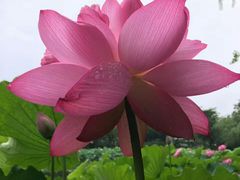 -陈家山荷花公园