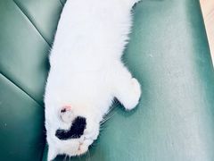 -Let's go狗咖·猫咖·奶狗·桌游(春熙路IFS店)